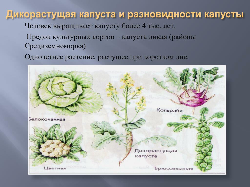 Капуста группа организмов. Дикий предок капусты белокочанной. Крестоцветные капуста белокочанная. Дикорастущие предки капусты. Сорта культурных растений капуста.