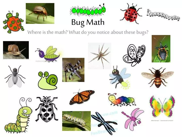 PPT - Bug Math PowerPoint Presentation, free download - ID:3054514