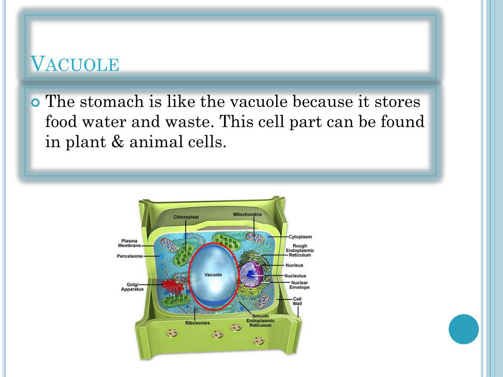 PPT - Cell Parts Analogy on the Human Body PowerPoint Presentation