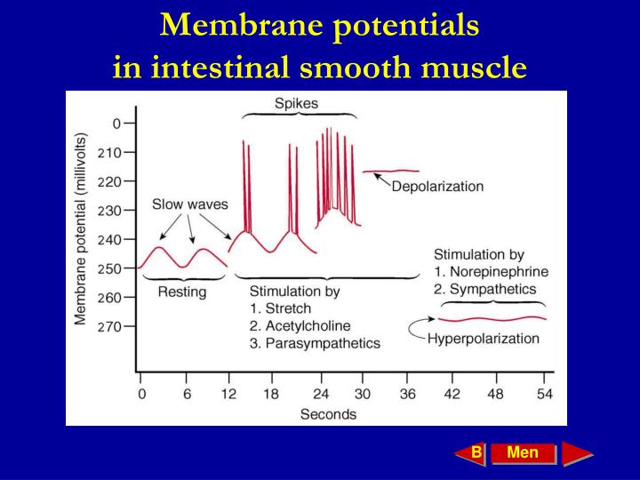 PPT - Lecture 1 Gastrointestinal Physiology PowerPoint Presentation