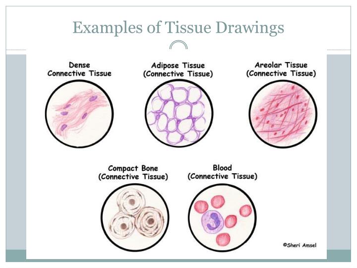PPT Body Tissues PowerPoint Presentation ID3057525