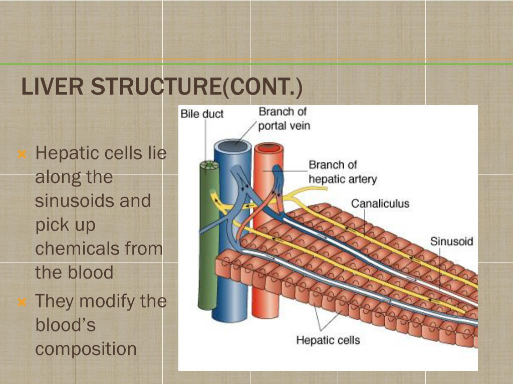 PPT - Chapter 30 Disorders of Hepatobiliary and Exocrine Pancreas