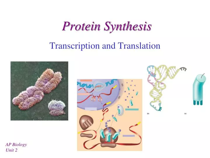 essay on protein synthesis