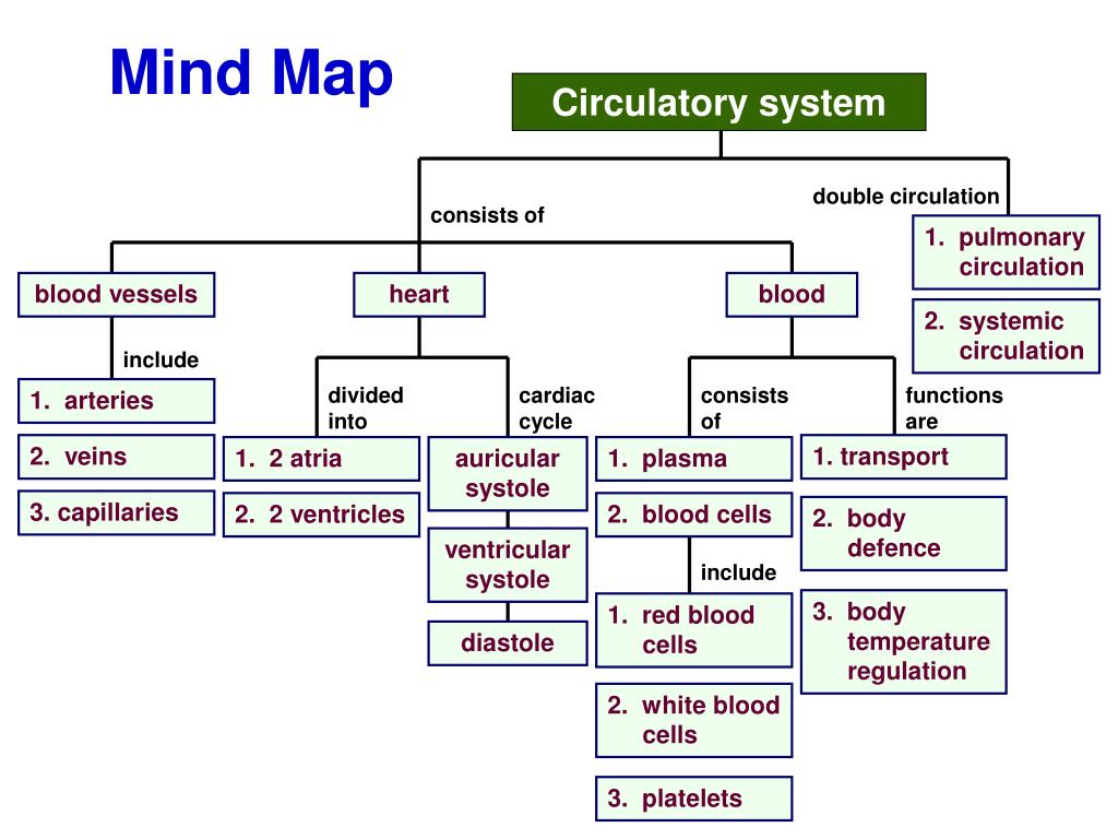 PPT Mind Map PowerPoint Presentation Free Download ID 3057971 PPT Mind Map PowerPoint Presentation Free Download ID 3057971