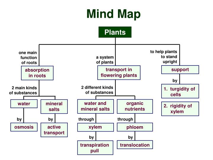 PPT - Mind Map PowerPoint Presentation - ID:3057971