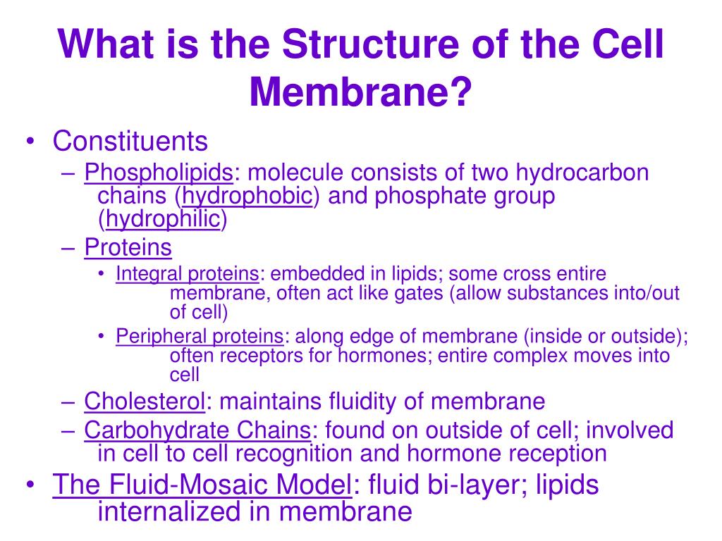 Structure Of The Cell Membrane