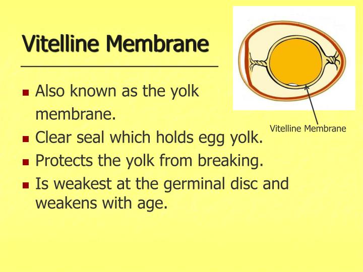 PPT Eggcellent Eggs!! PowerPoint Presentation ID3059582
