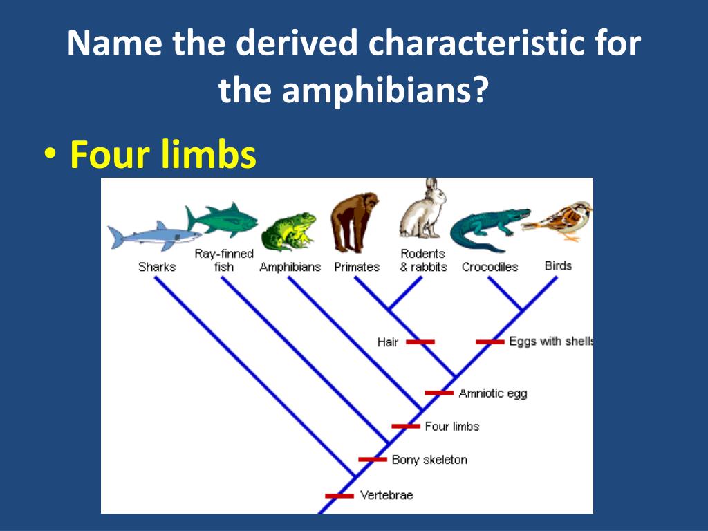 Which Level Of Classification Contains Orders But Is Smaller Than Phylum? PPT - TAXONOMY, BACTERIA AND VIRUSES REVIEW PowerPoint Presentation