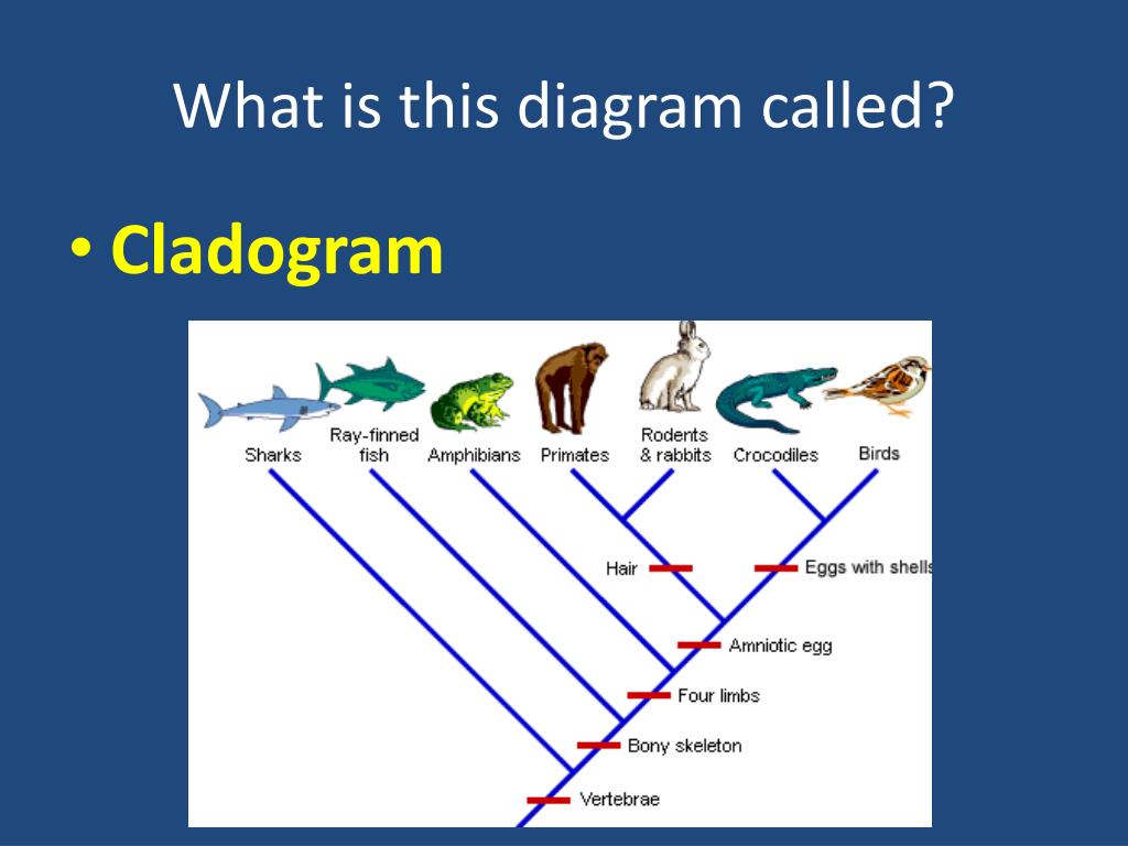 Which Level Of Classification Contains Orders But Is Smaller Than Phylum? PPT - TAXONOMY, BACTERIA AND VIRUSES REVIEW PowerPoint Presentation