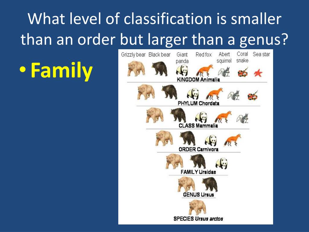 Which Level Of Classification Contains Orders But Is Smaller Than Phylum? Which Level Of Classification Contains Orders But Is Smaller Than Phylum?