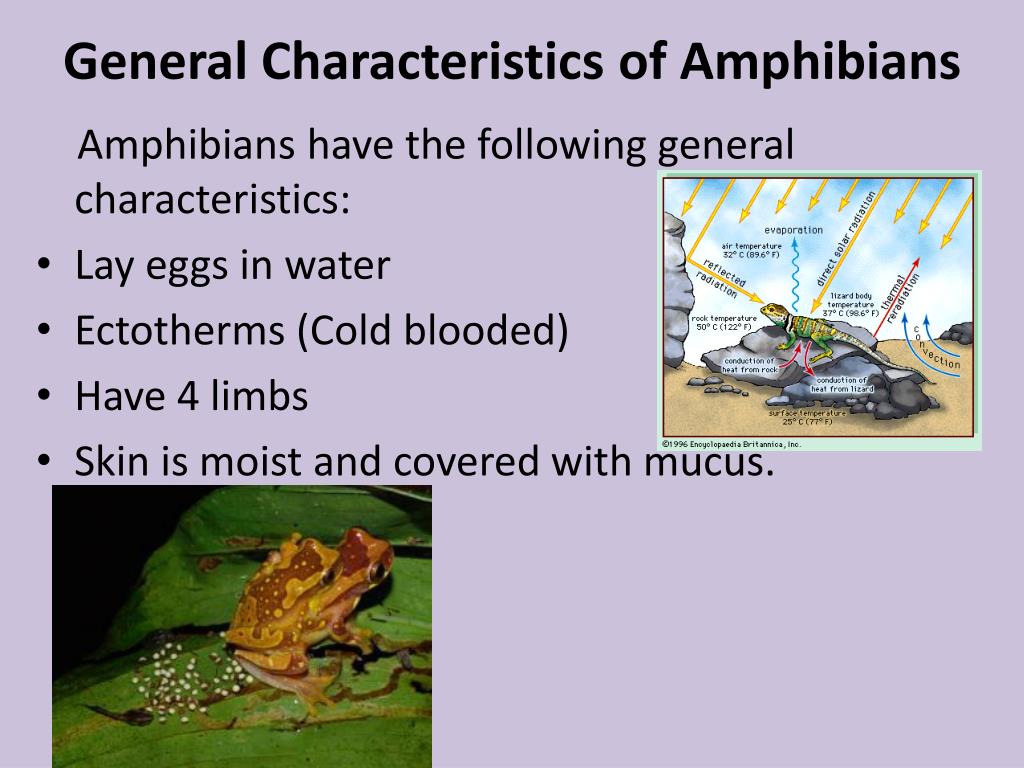 PPT Amphibians  and Mammals PowerPoint Presentation free 