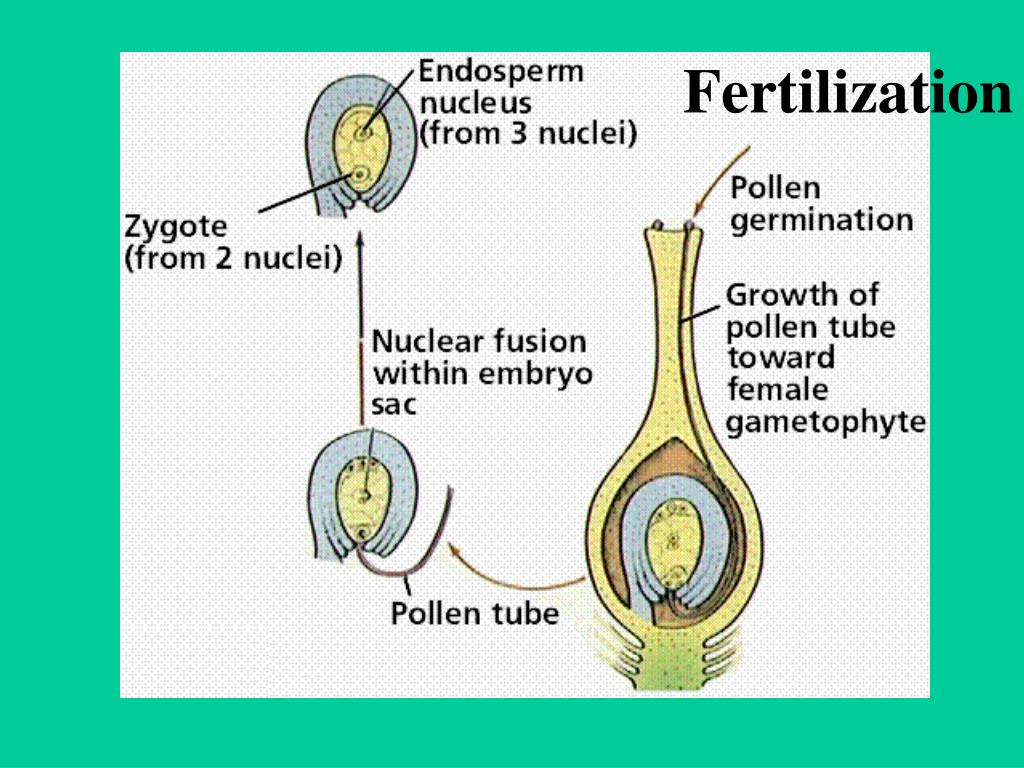 PPT - Plant Reproduction PowerPoint Presentation, free download - ID ...