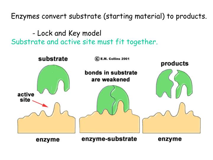 PPT Enzymes are proteins that speed up chemical reactions. 1