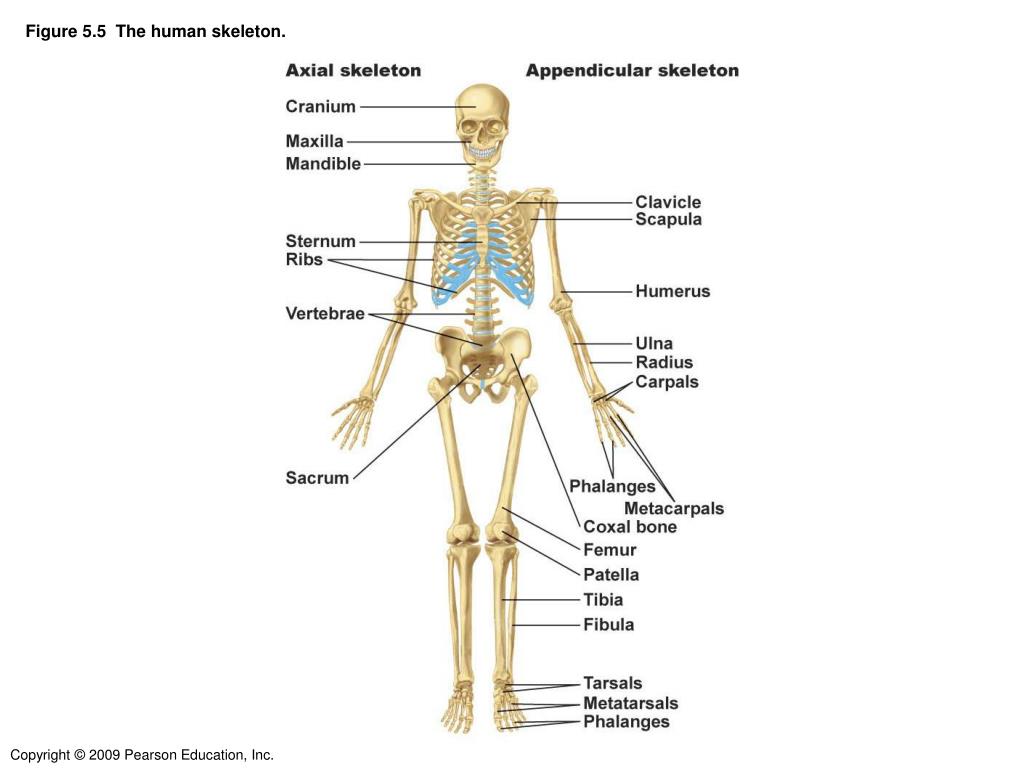 Figure 5 13 is a diagram of the articulated skeleton