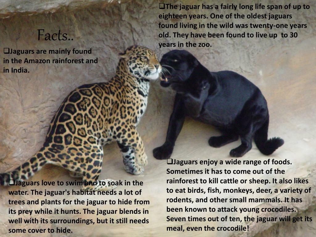 Jaguar Facts - Interesting Information about Jaguars