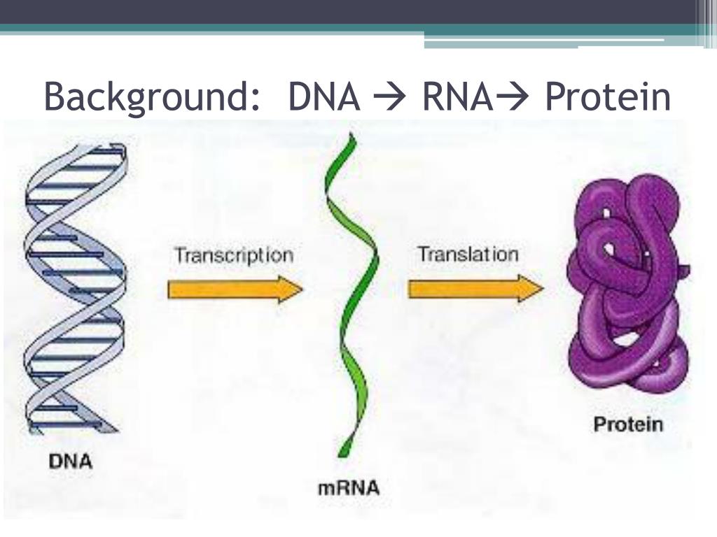 Концы днк и рнк. ДНК схематичное изображение. Как связаны ДНК И белок. Central Dogma of Molecular Biology. Данные молекулярной биологии.