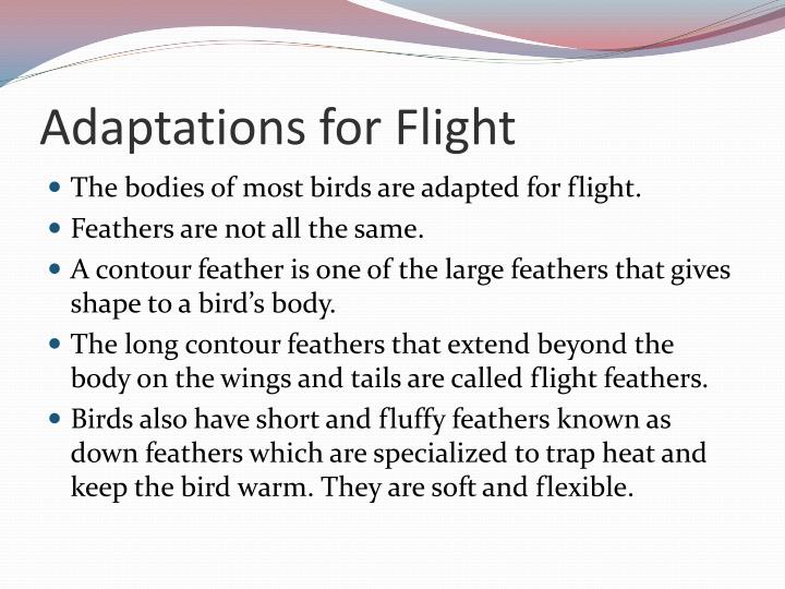 PPT Birds PowerPoint Presentation ID3063440
