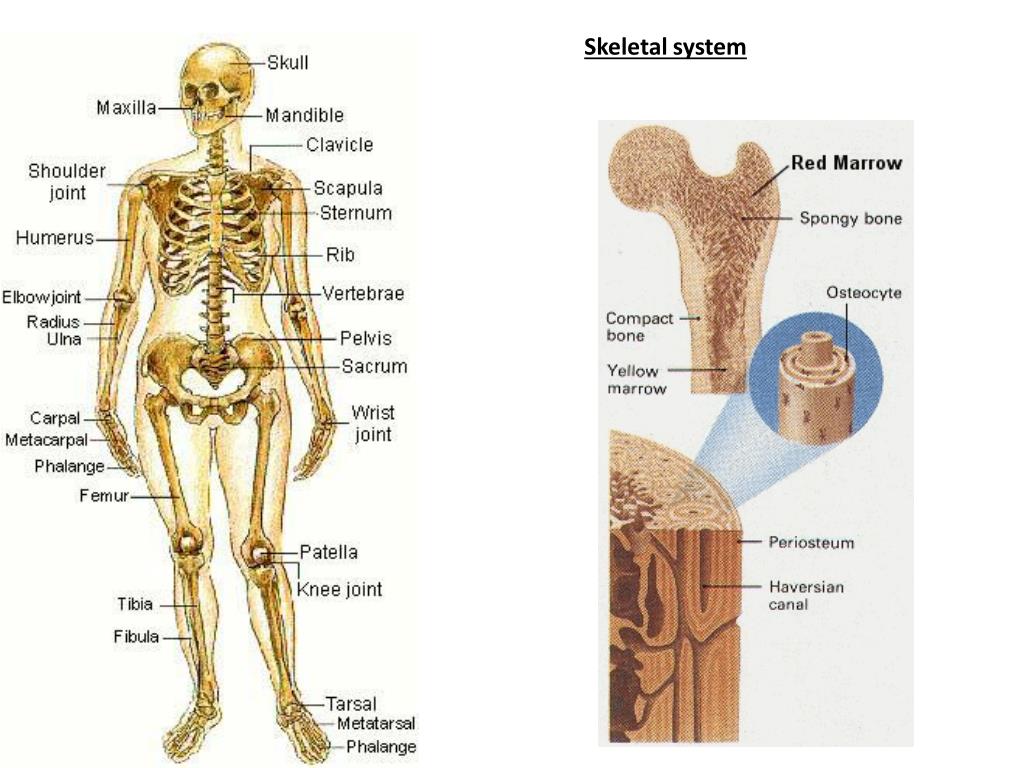 PPT - The SKIN, MUSCLE & BONES OBJECTIVES SKIN PowerPoint Presentation