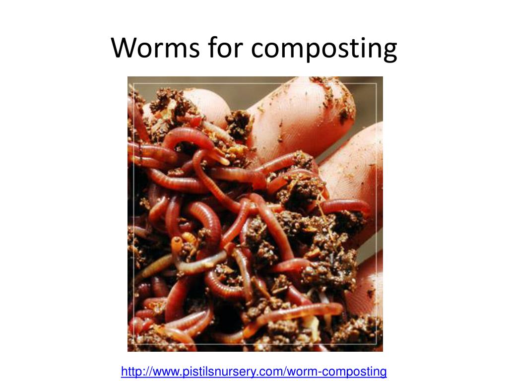 download best worms for composting download best worms for composting