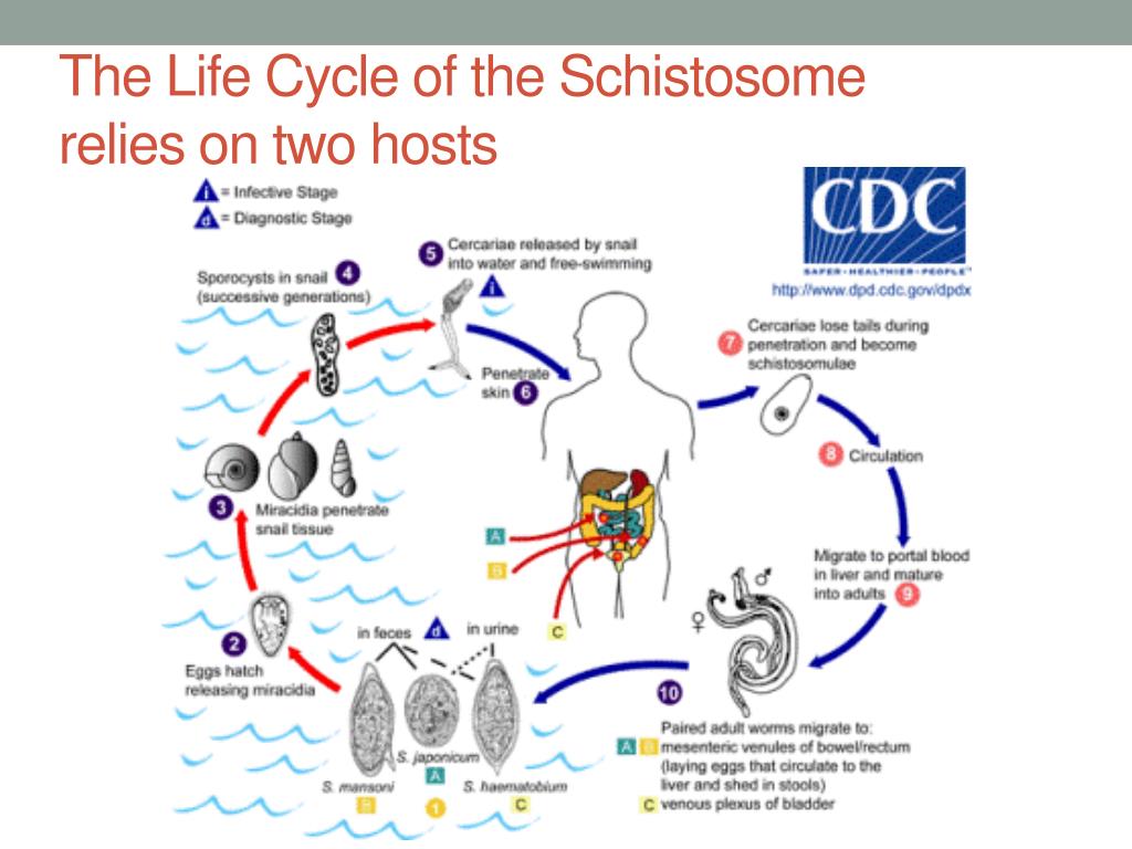 Жизненный цикл шистосомы. Schistosoma haematobium цикл. Schistosoma haematobium жизненный цикл. Schistosoma mansoni жизненный цикл. Жизненный цикл шистосомы кровяной.