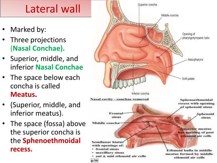 PPT - Nose, Olfactory nerve and olfactory pathway PowerPoint ...