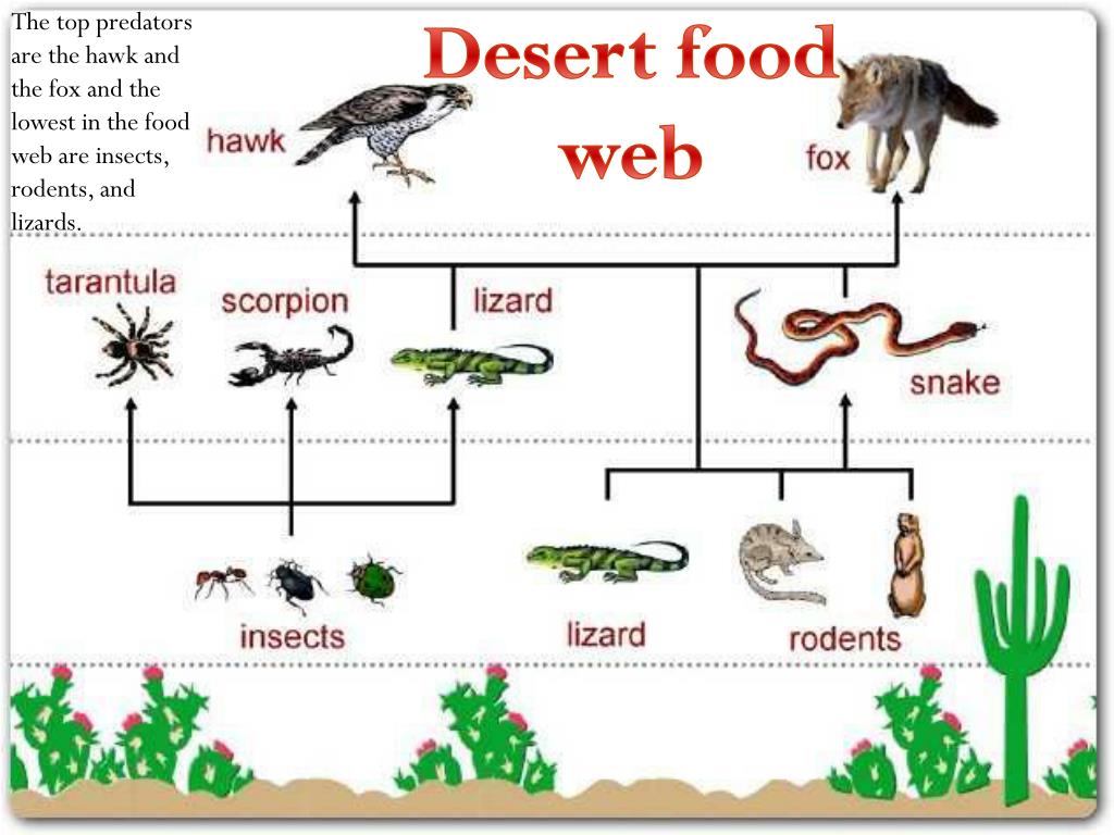 Составь цепи питания пустыни. Пищевая цепочка пустыни схема. Цепь питания животных пустыни. Цепь пищевая цепь пустыни. Схема цепи питания пустыни.