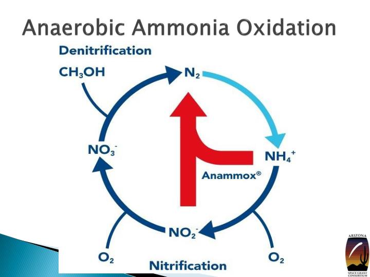 oxidation of nitrogen in ammonium
