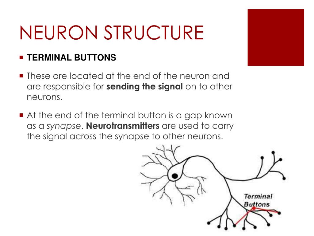 terminal buttons