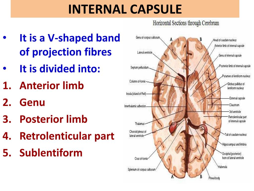 Internal open. Internal Capsule. Anterior Limb of Internal Capsule. Internal Capsule Brain. Внутренняя капсула таламуса.