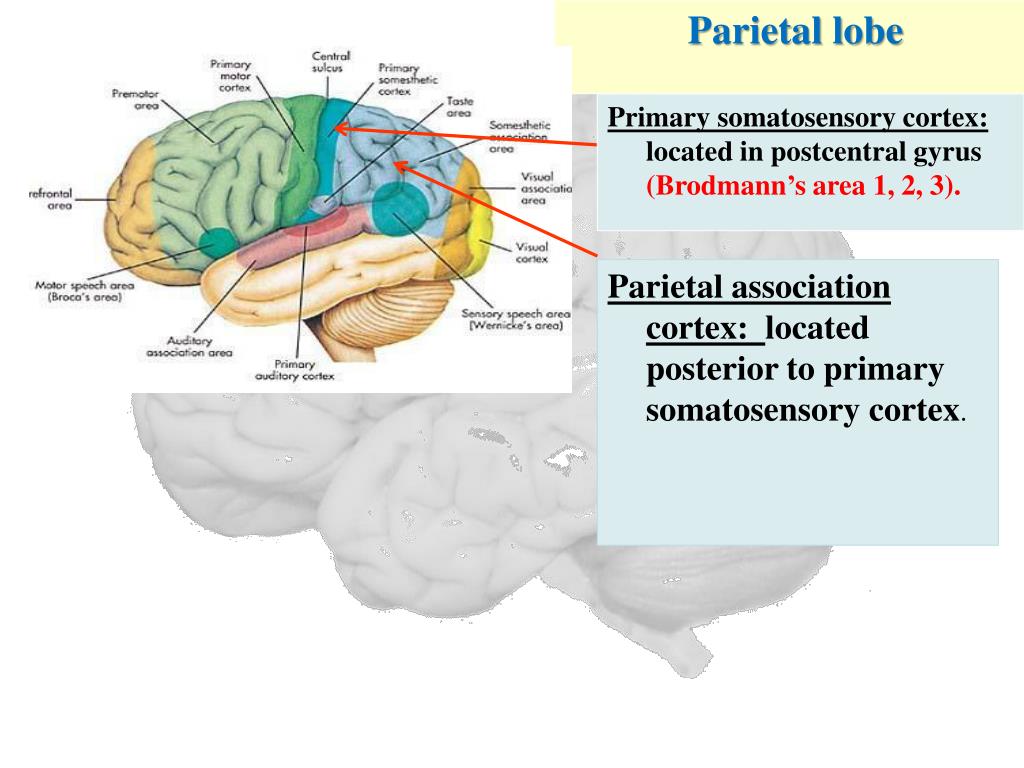 PPT Brain Topography PowerPoint Presentation Free Download ID 3065672 PPT Brain Topography PowerPoint Presentation Free Download ID 3065672