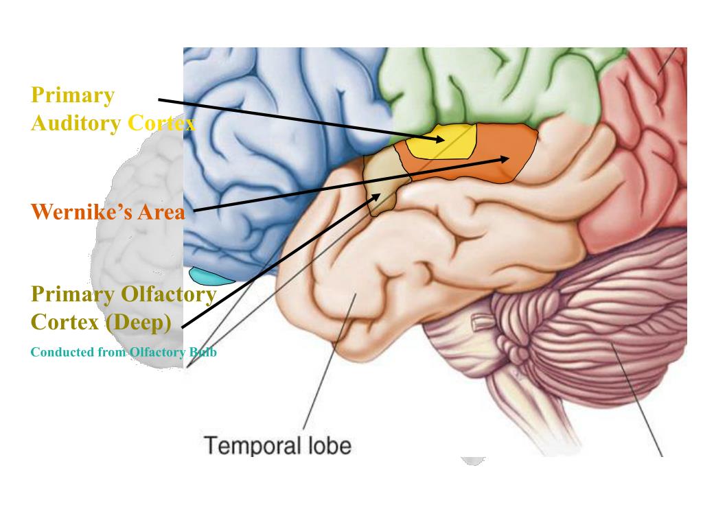 auditory cortex ap psychology auditory cortex ap psychology