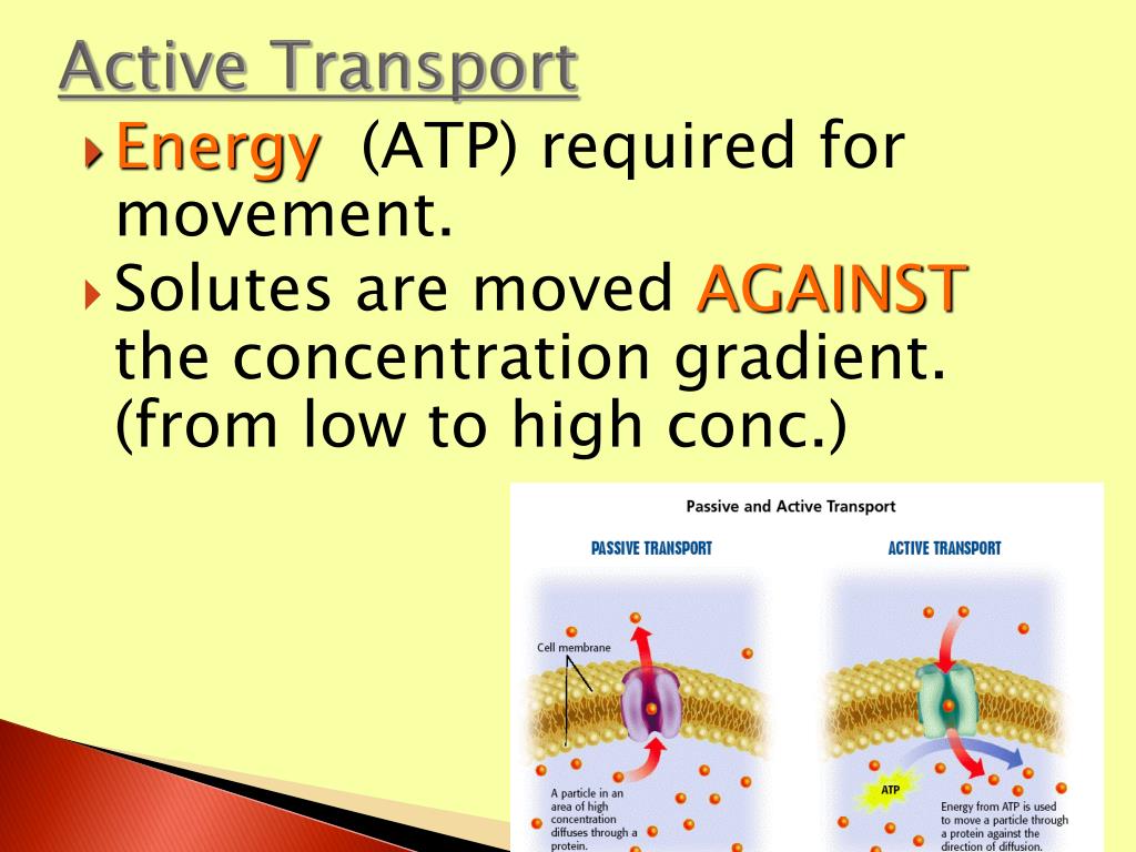 PPT Types of Solutions Facilitated Diffusion Active Transport