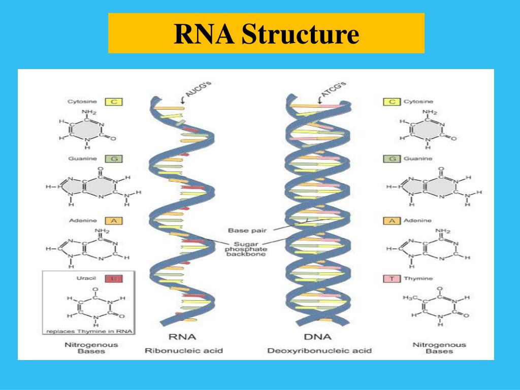 PPT - NUCLEIC ACIDS DNA, RNA & Protein Synthesis SDK September 24, 2013 ...