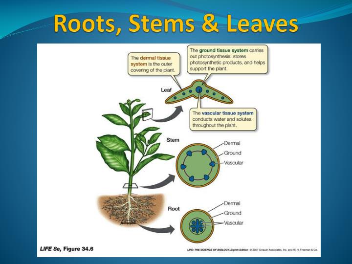 PPT - Roots, Stems & Leaves PowerPoint Presentation - ID:3066109