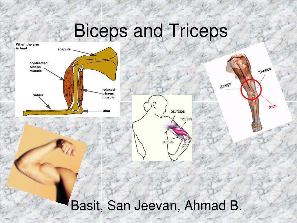 PPT - Biceps and Triceps PowerPoint Presentation, free download - ID:3066129