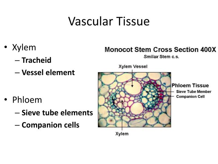 PPT - Roots, Stems, and Leaves Ms. Moore 9/6/2012 PowerPoint ...