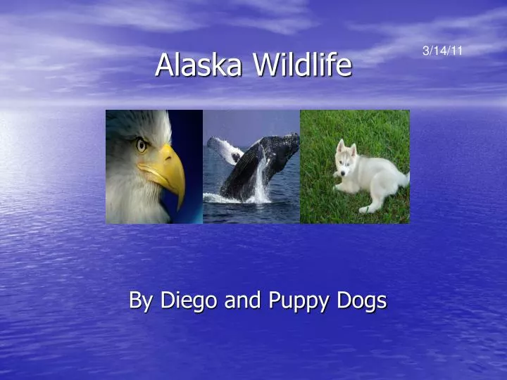 PPT - Alaska Wildlife PowerPoint Presentation, free download - ID:3066401
