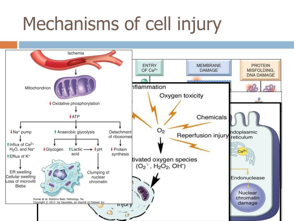 ppt-necrosis-and-apoptosis-powerpoint-presentation-free-download