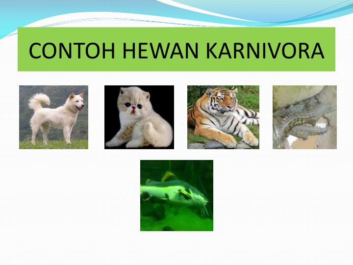 Contoh Hewan Omnivora Herbivora Dan Karnivora - Contoh Buas