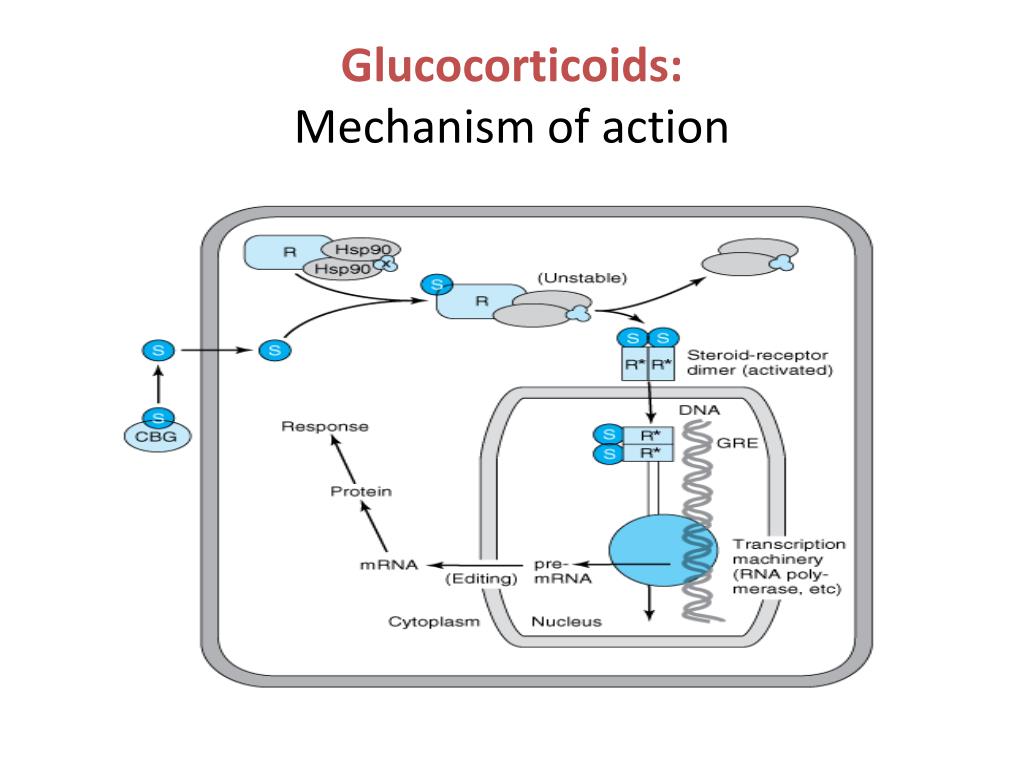 Mechanism of action. Mechanism of Action of glucocorticoids. The mechanism of Action of glucocorticosteroids. Glucocorticoid mechanism of Action. Glucocorticoid mechanism.