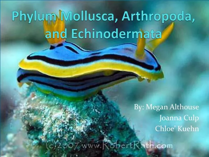 ap bio sea slug essay Respond to two and only two of the following a explain how the metabolic from a sea slug that lives in an intertidal habitat ap biology essay questions. ap bio sea slug essay Respond to two and only two of the following a explain how the metabolic from a sea slug that lives in an intertidal habitat ap biology essay questions.