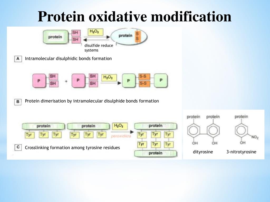PPT - Biochemistry of free radicals, oxidative stress and aging ...