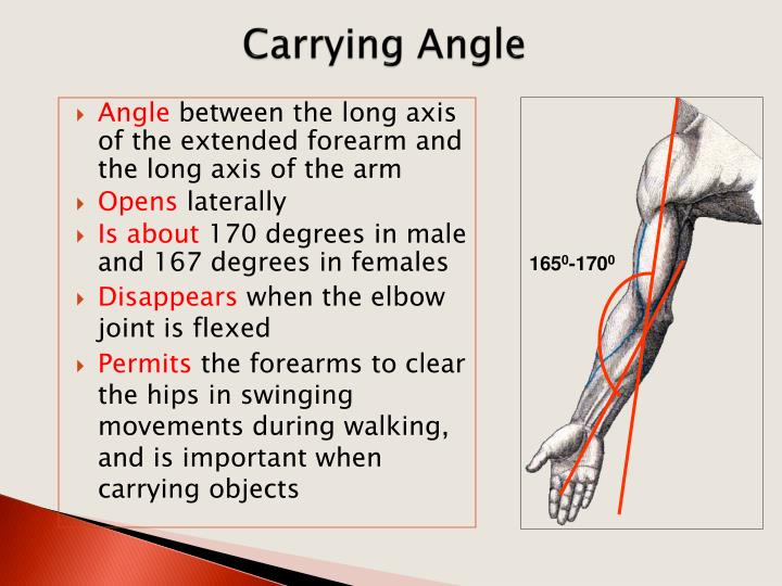 PPT Arm, Cubital Fossa & Elbow Joi nt PowerPoint Presentation ID