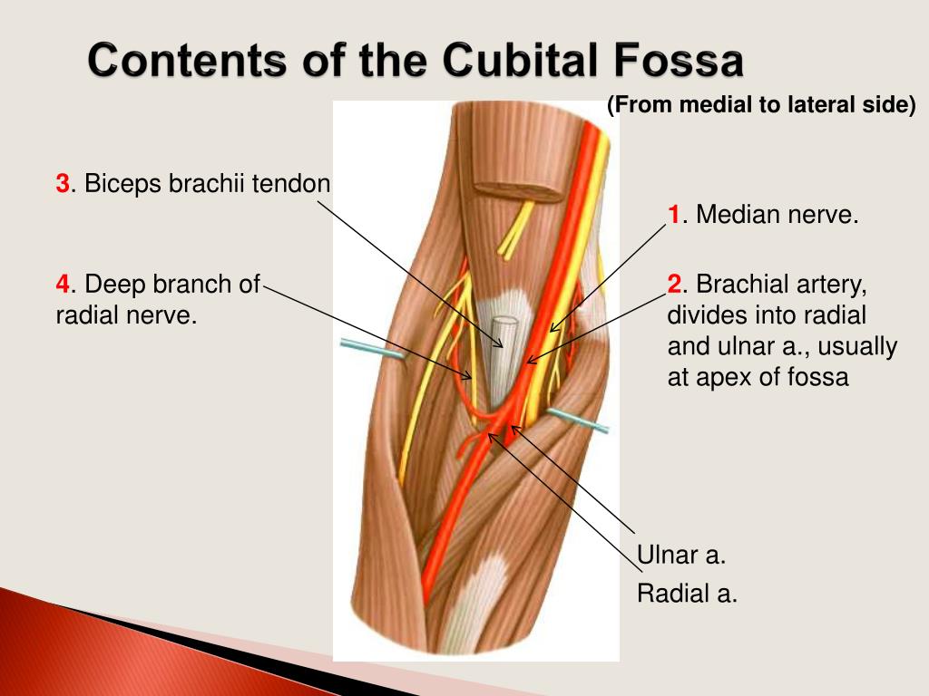 Ppt Arm Cubital Fossa Elbow Joi Nt Powerpoint Presentation Free Download Id 3067953