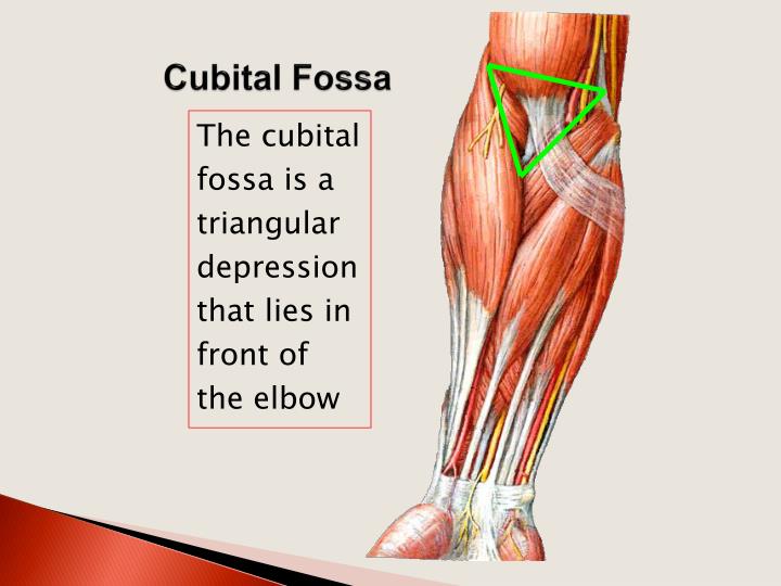 ppt arm cubital fossa elbow joi nt powerpoint presentation id cubital fossa