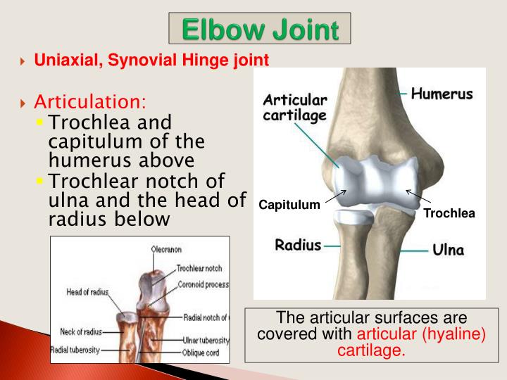 PPT - Arm, Cubital Fossa & Elbow Joi nt PowerPoint Presentation - ID