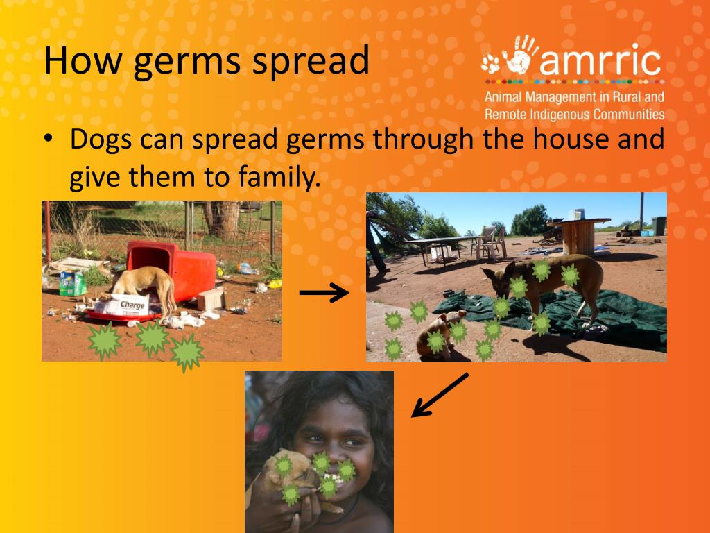PPT Dog health, human health and environmental health PowerPoint