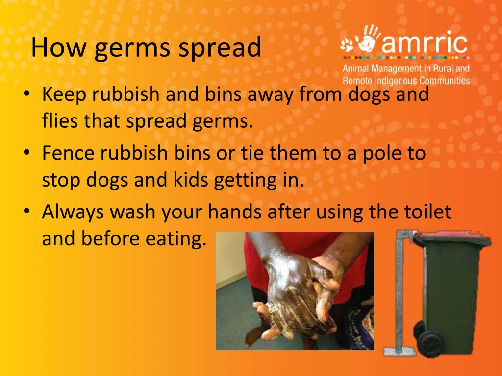 PPT Dog health, human health and environmental health PowerPoint