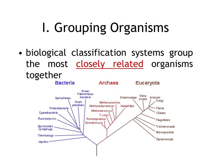 biological classification of organisms an open ended biological classification of organisms an open ended