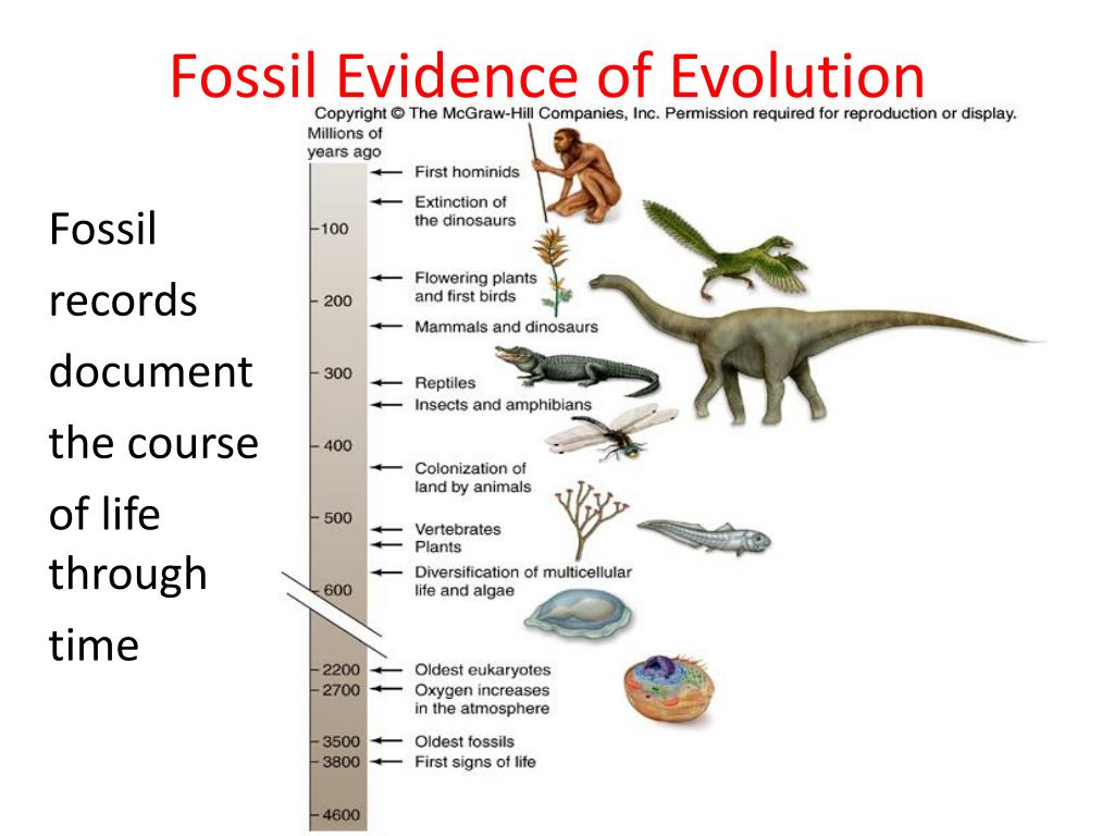 PPT The Evidence For Evolution PowerPoint Presentation Free Download 